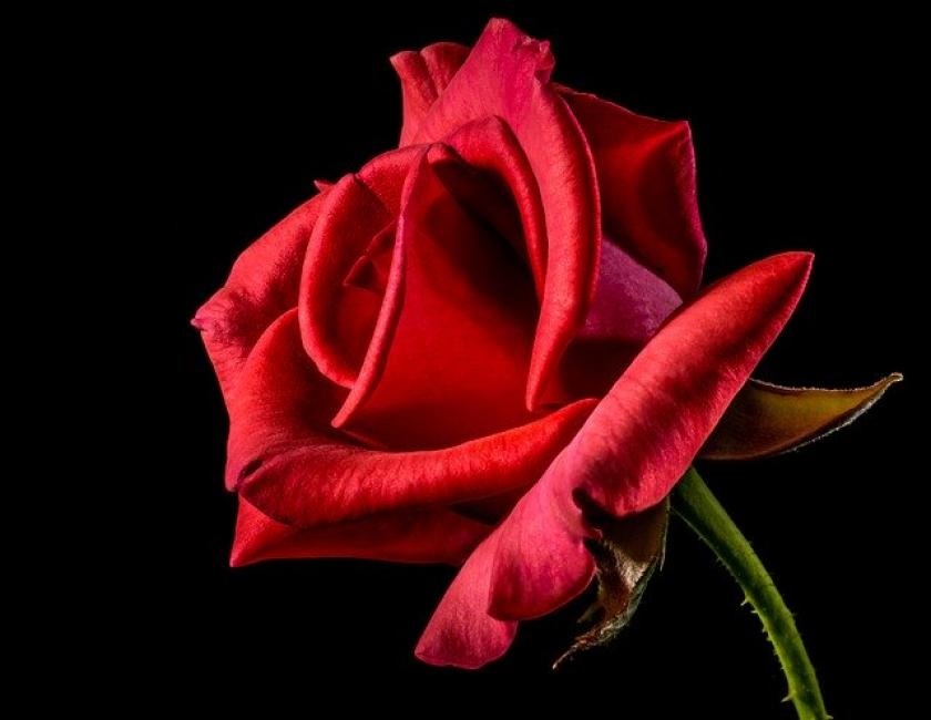 Roses