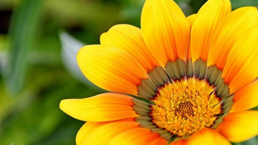 Yellow Sun Flower